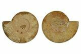 Cut & Polished Jurassic Ammonite (Perisphinctes) Fossil #369793-1